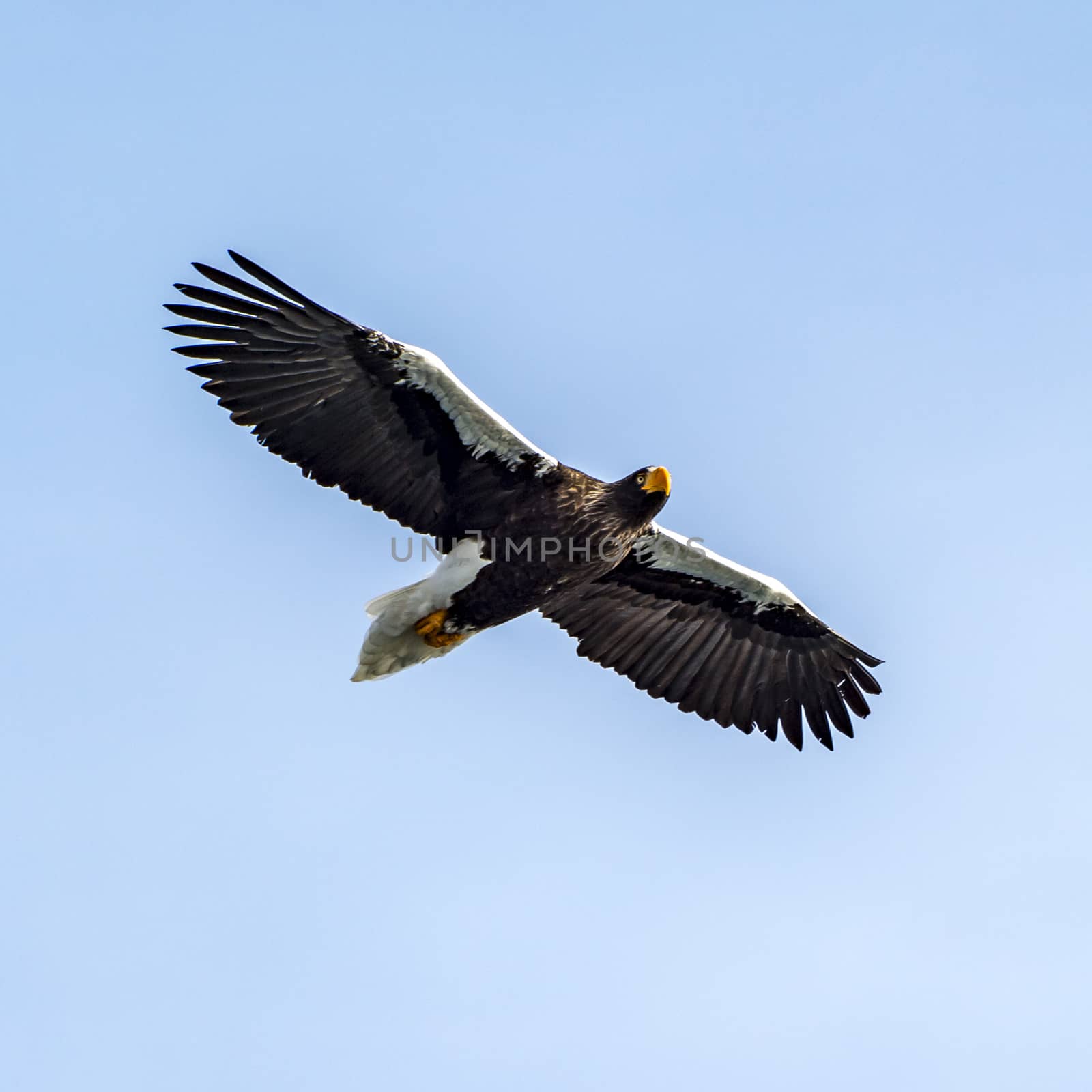 The Flying Predatory Stellers Sea-eagle near Rausu in Shiretoko, Hokkaido of Japan.