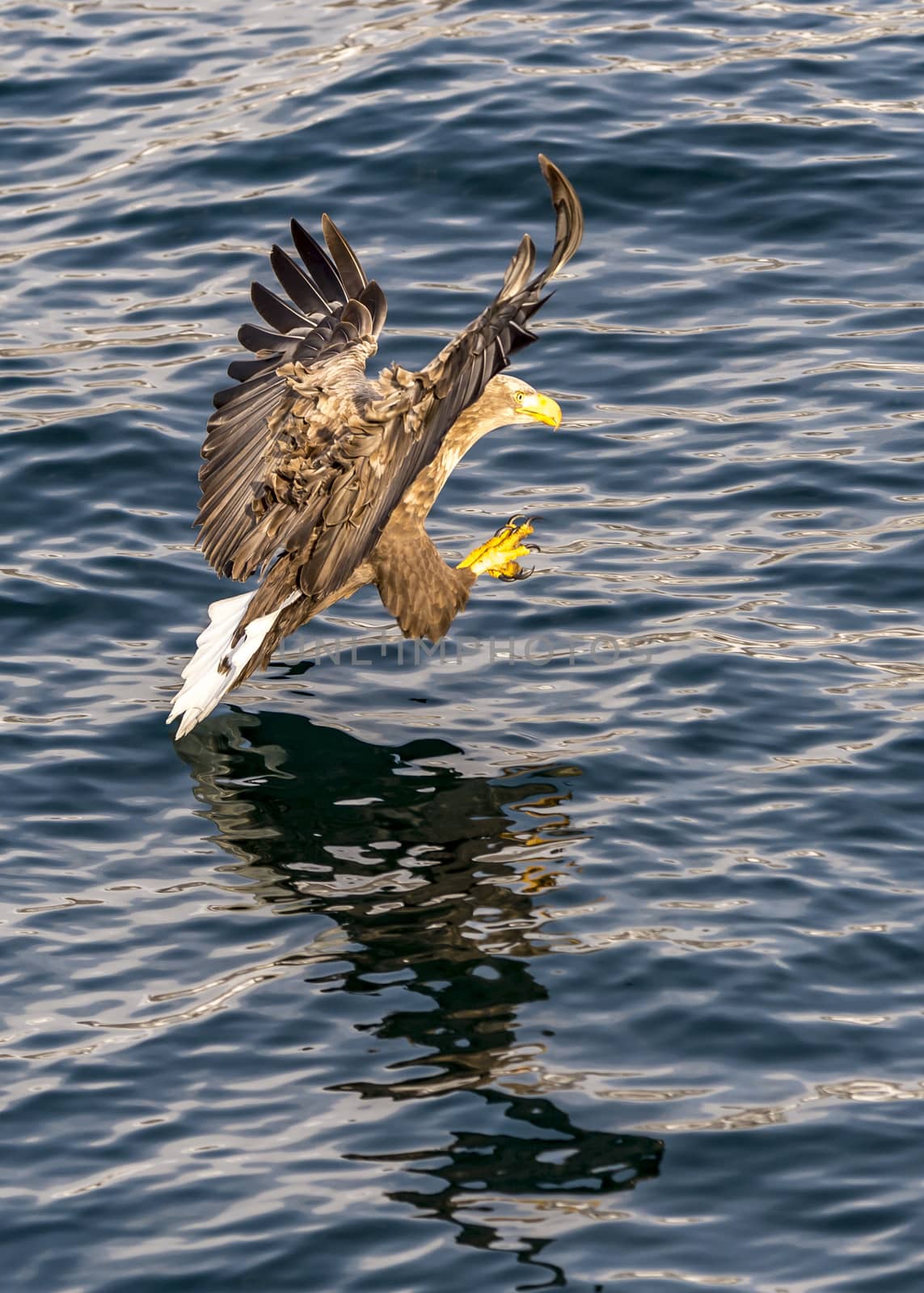 The Flying White-talied Sea Eagle near Rausu in Shiretoko, Hokkaido of Japan.