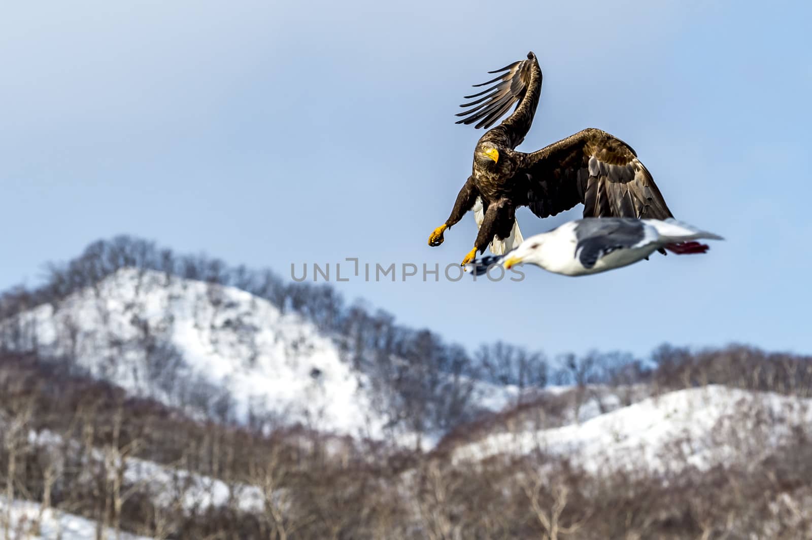 The Flying White-talied Sea Eagle near Rausu in Shiretoko, Hokkaido of Japan.