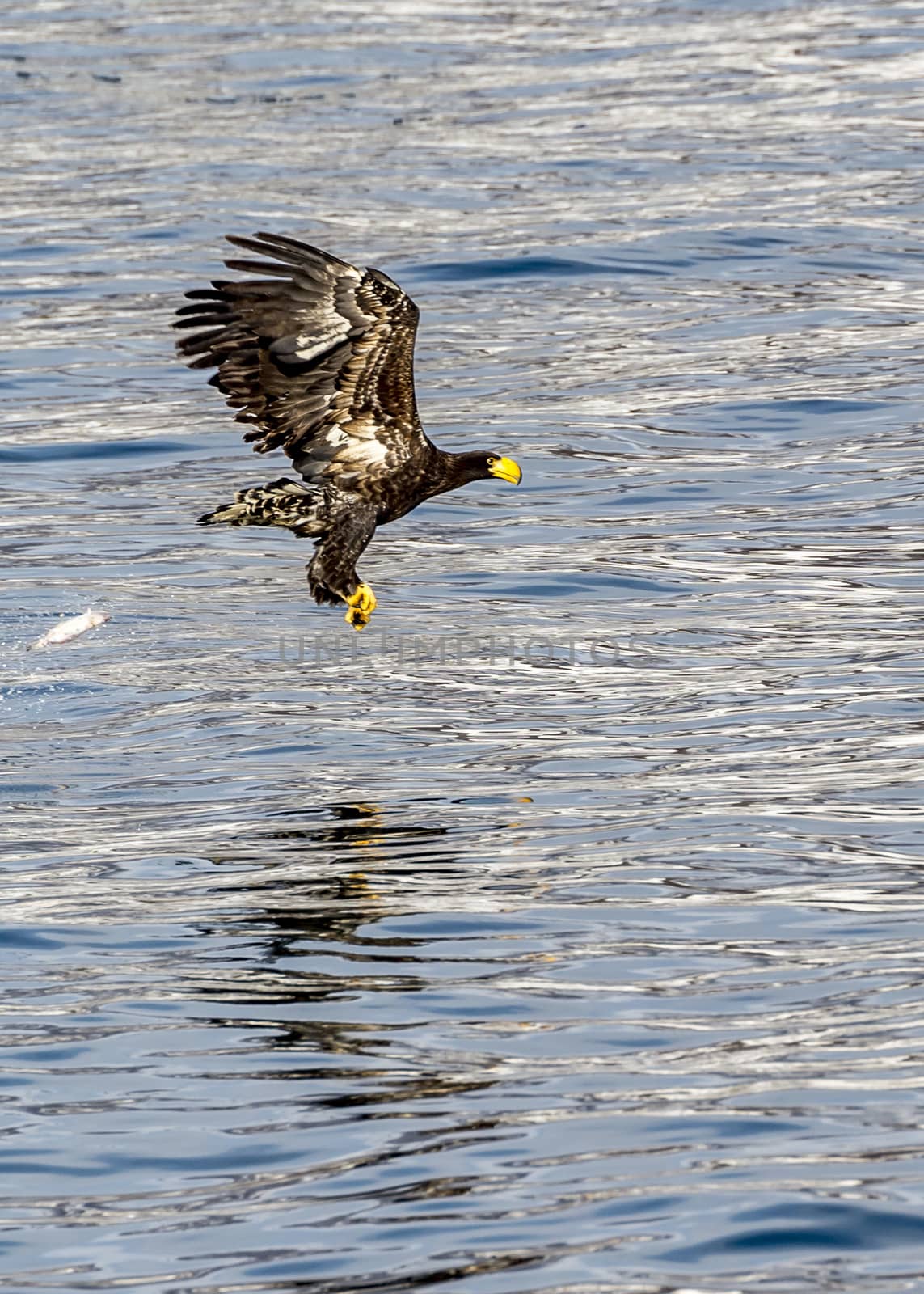 The Flying Predatory Stellers Sea-eagle near Rausu in Shiretoko, Hokkaido of Japan.