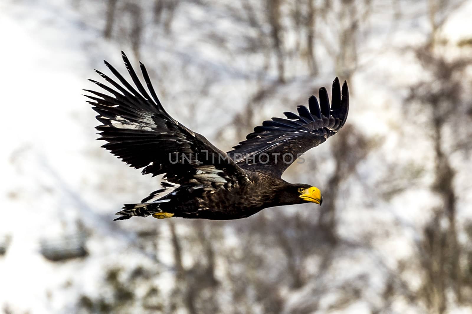 The Flying Predatory Stellers Sea-eagle near Rausu in Shiretoko, Hokkaido of Japan.