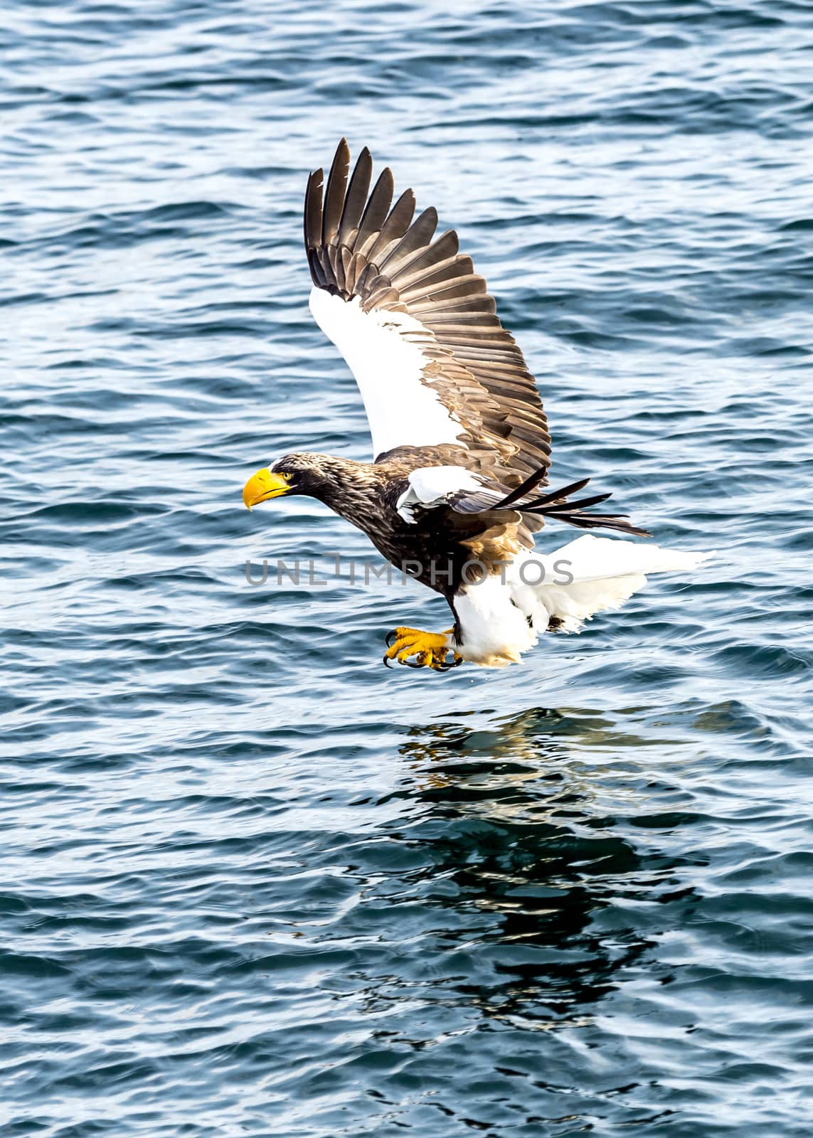 The Flying Predatory Stellers Sea-eagle near Rausu in Shiretoko, Hokkaido of Japan.