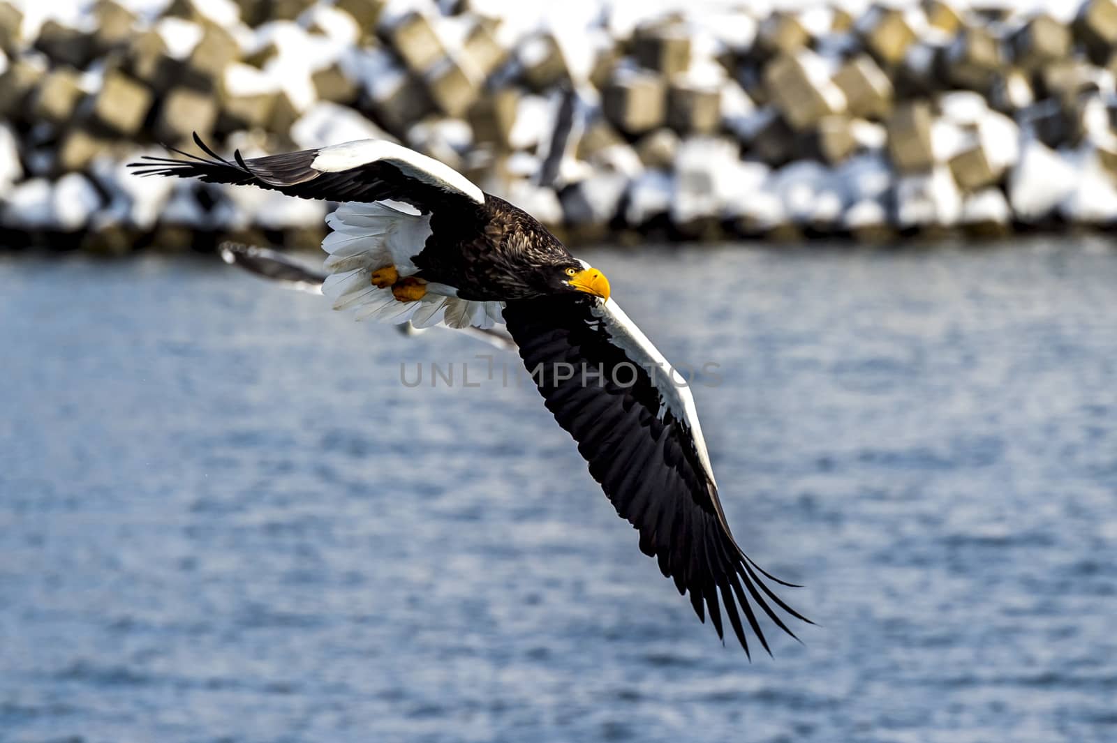 The Flying Predatory Stellers Sea-eagle near Rausu in Shiretoko, Hokkaido of Japan.