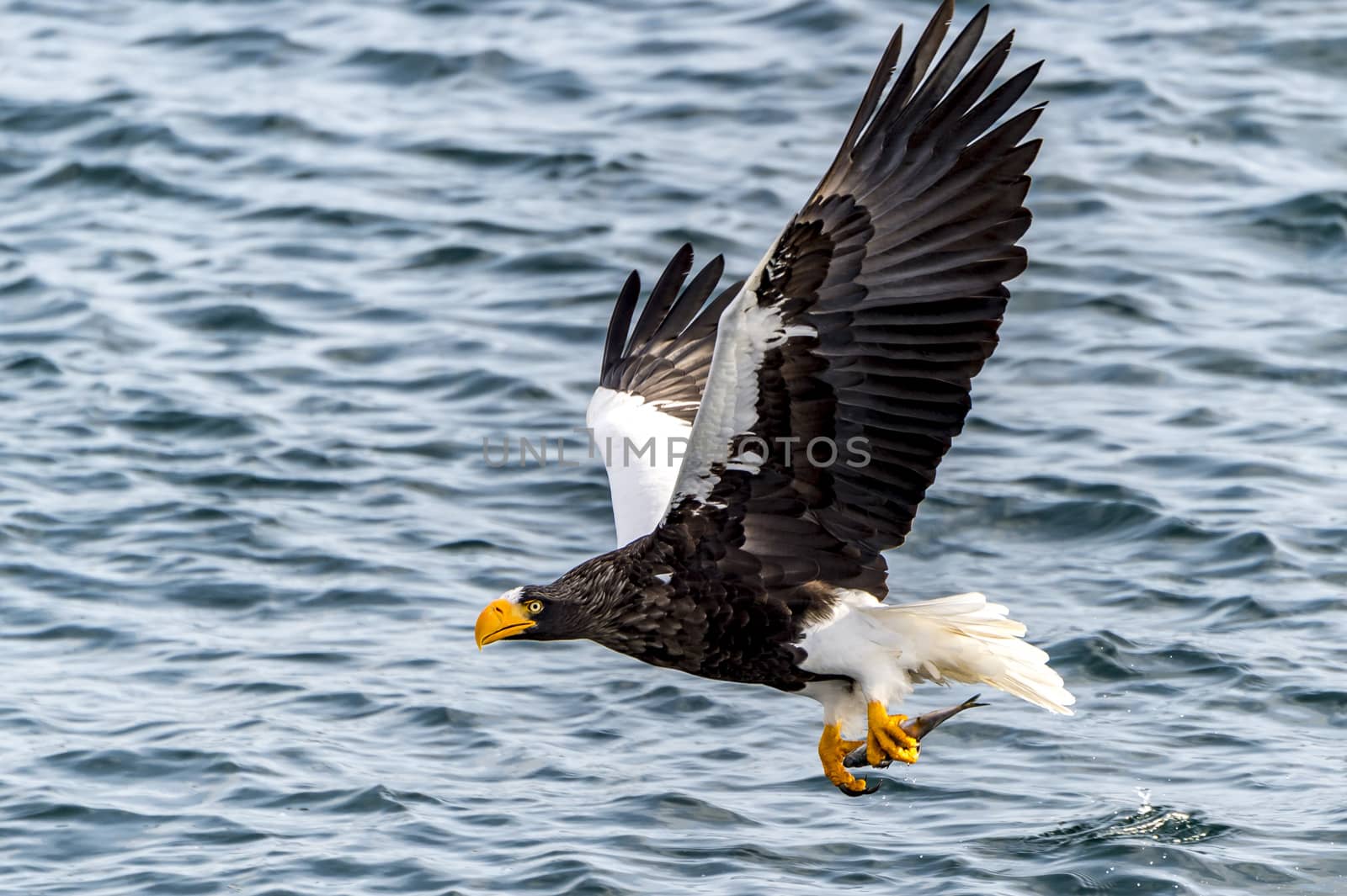 The Flying Predatory Stellers Sea-eagle near Rausu in Shiretoko, Hokkaido of Japan.