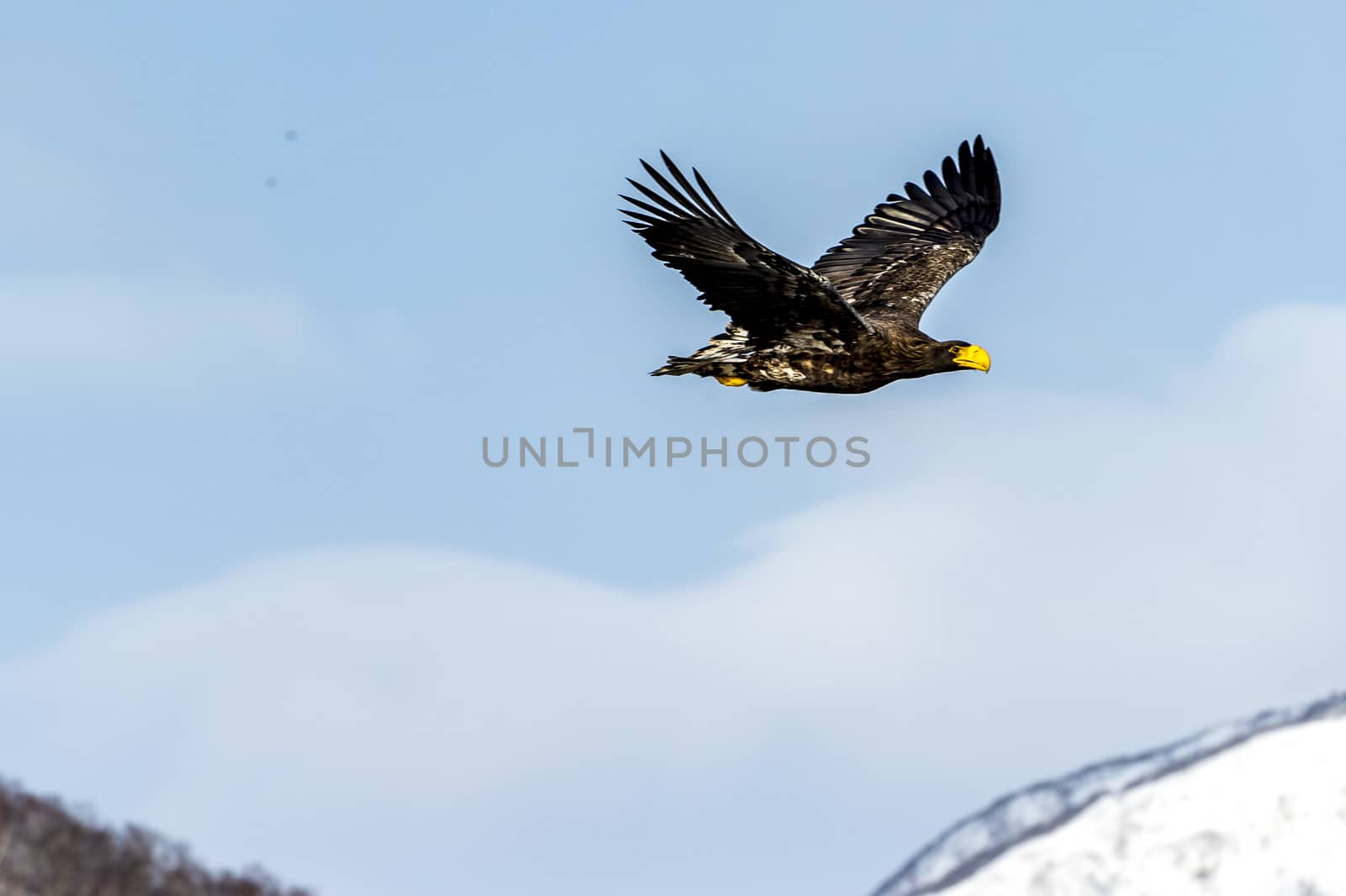 The Flying Predatory Stellers Sea-eagle near Rausu in Shiretoko, Hokkaido of Japan.