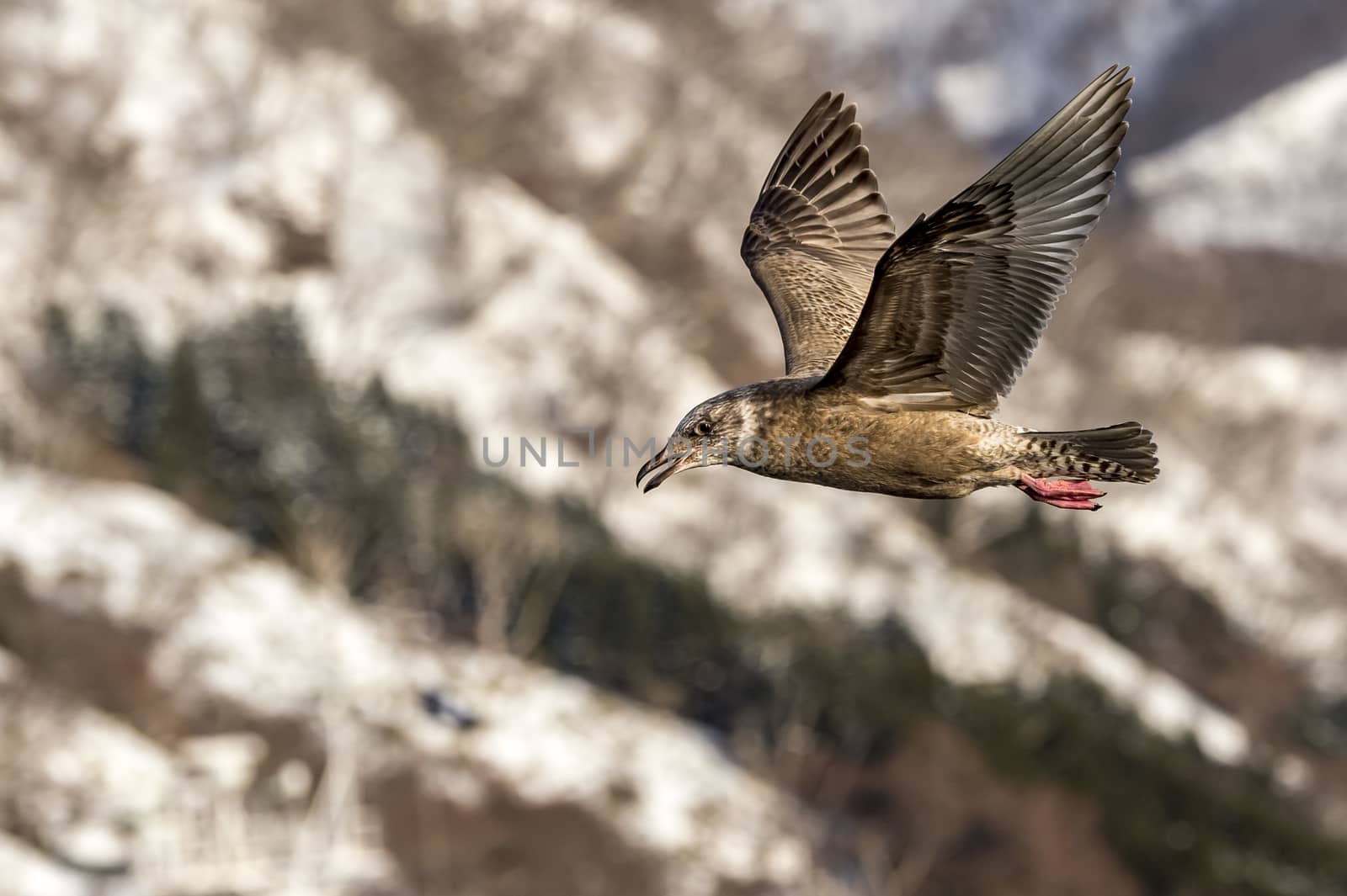 The Flying Predatory Seagulls near Rausu in Shiretoko, Hokkaido of Japan.