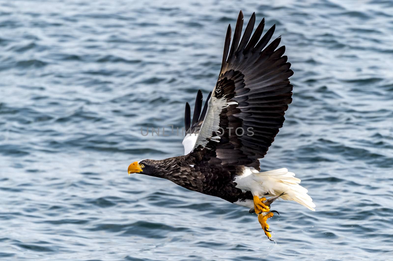 The Flying Predatory Stellers Sea-eagle near Rausu in Shiretoko, Hokkaido of Japan.