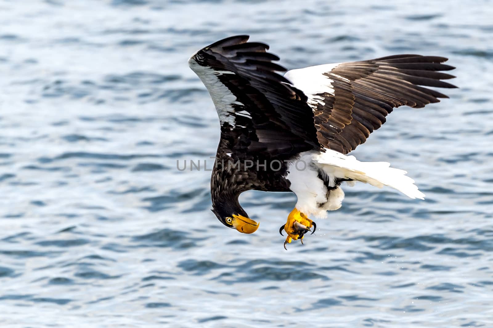 The Flying Predatory Stellers Sea-eagle near Rausu in Shiretoko, Hokkaido of Japan.