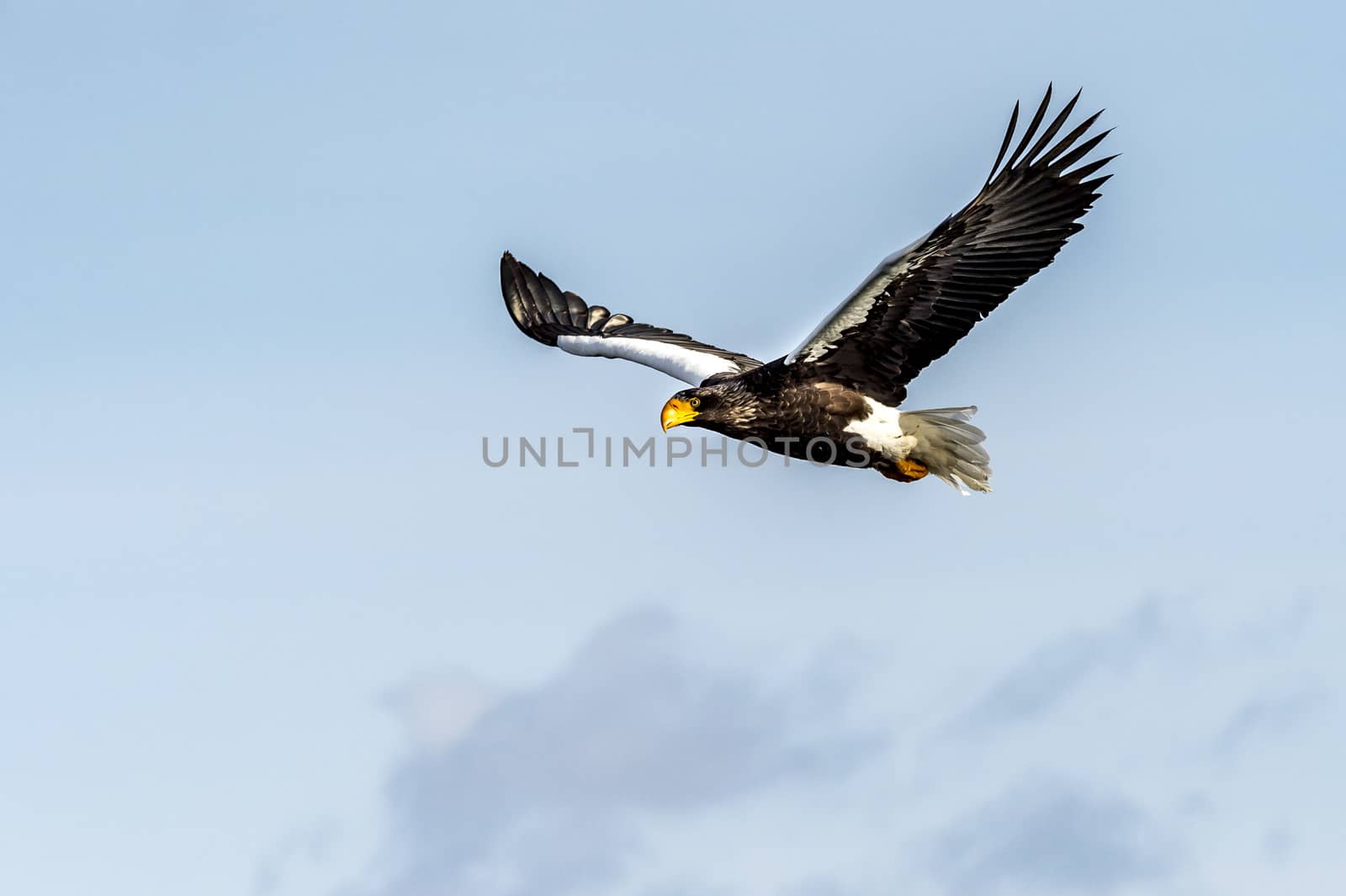 The Flying Predatory Stellers Sea-eagle near Rausu in Shiretoko, Hokkaido of Japan.