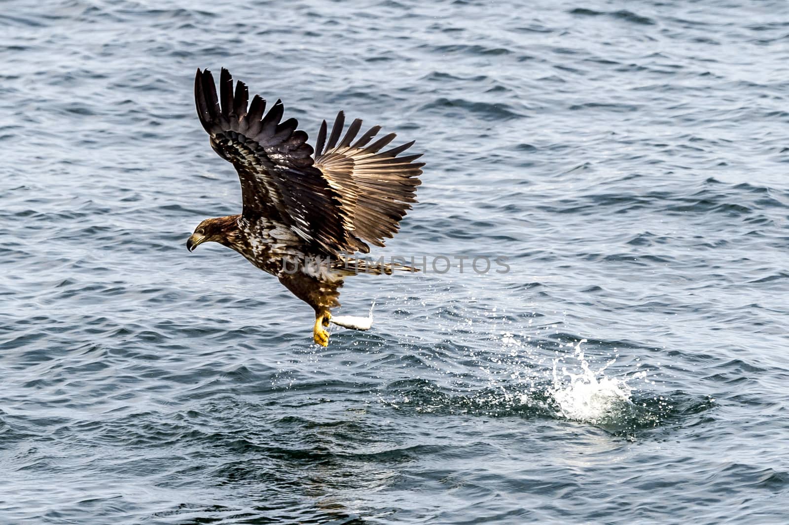 The Flying White-talied Sea Eagle near Rausu in Shiretoko, Hokkaido of Japan.