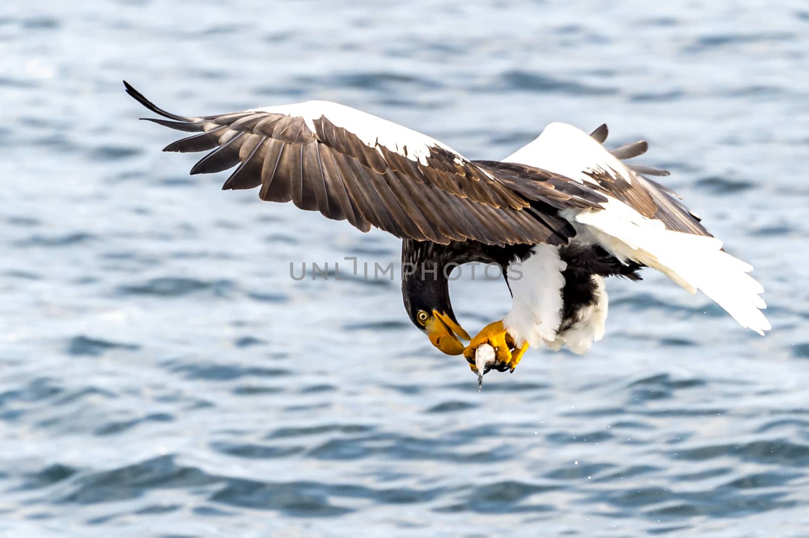 The Flying Predatory Stellers Sea-eagle near Rausu in Shiretoko, Hokkaido of Japan.