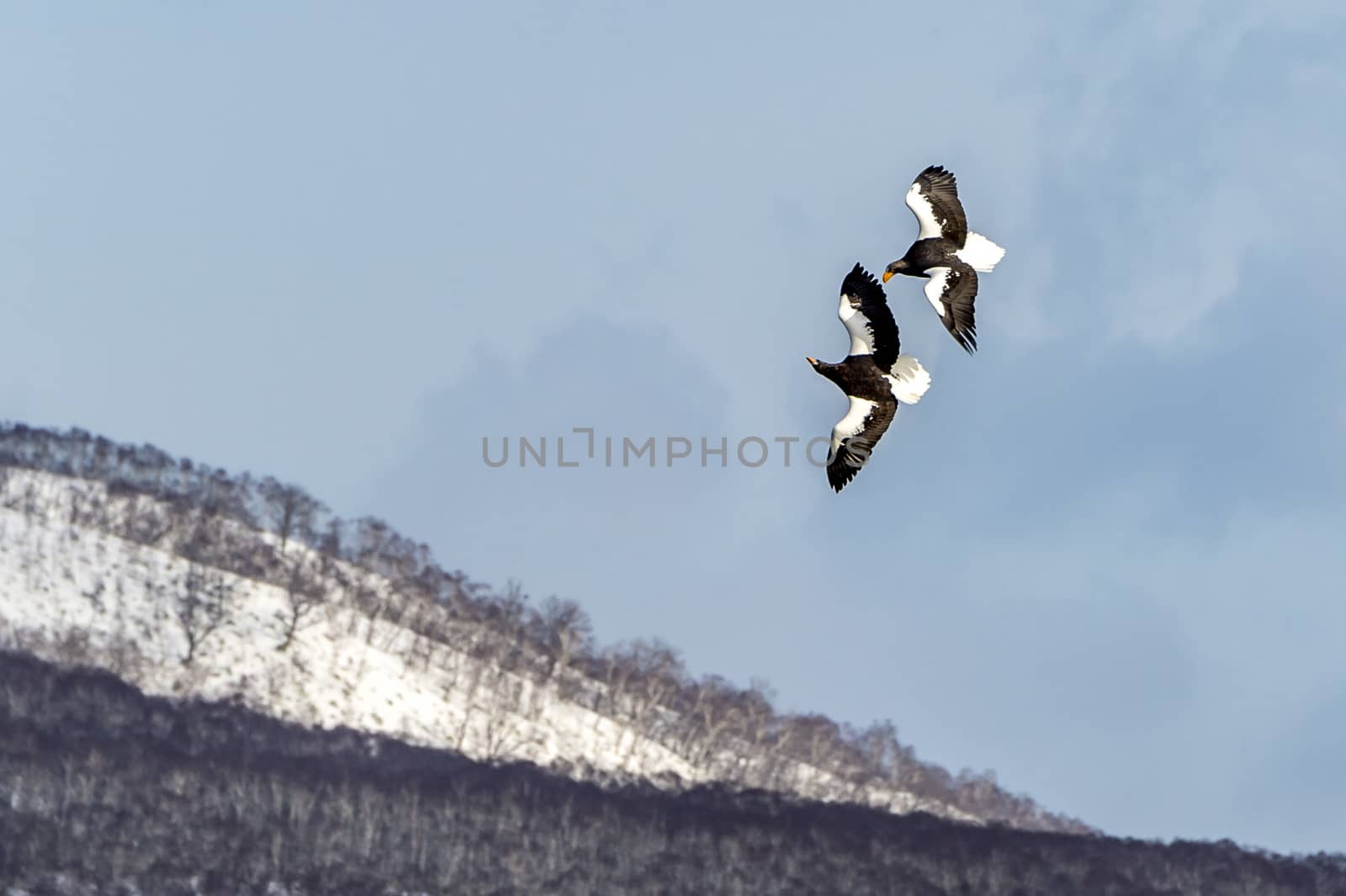 The Flying Predatory Stellers Sea-eagle near Rausu in Shiretoko, Hokkaido of Japan.