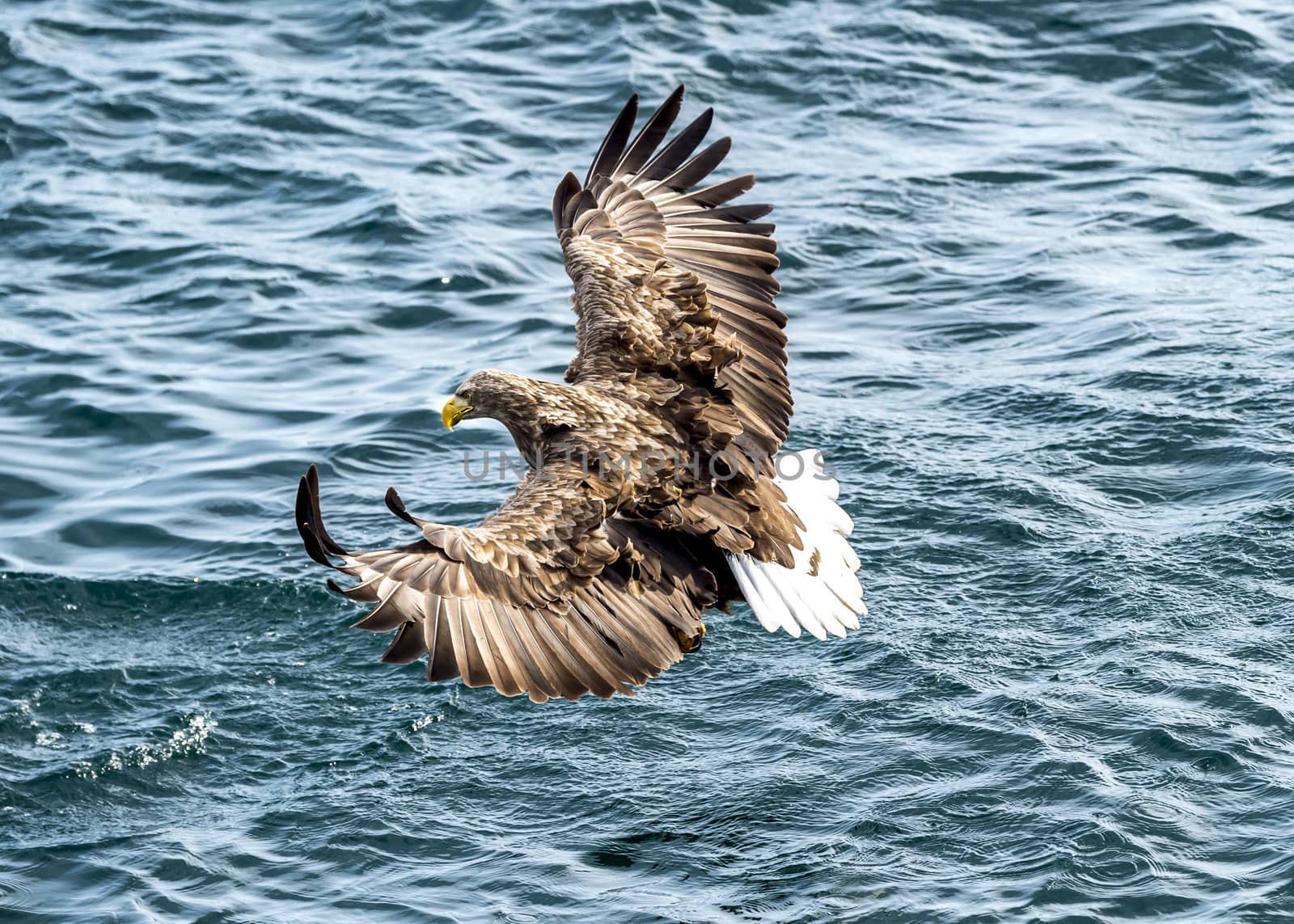 Flying Predatory White-talied Sea Eagle by JasonYU