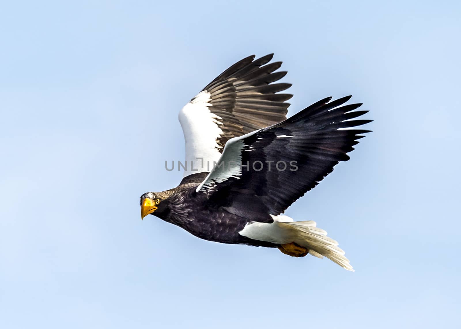 Flying Predatory Stellers Sea-eagle by JasonYU