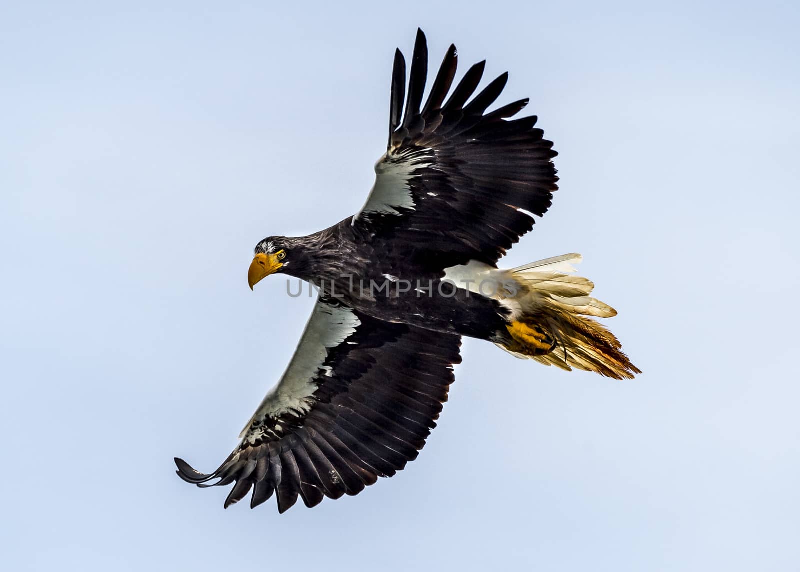 The Flying Predatory Stellers Sea-eagle near Rausu in Shiretoko, Hokkaido of Japan.