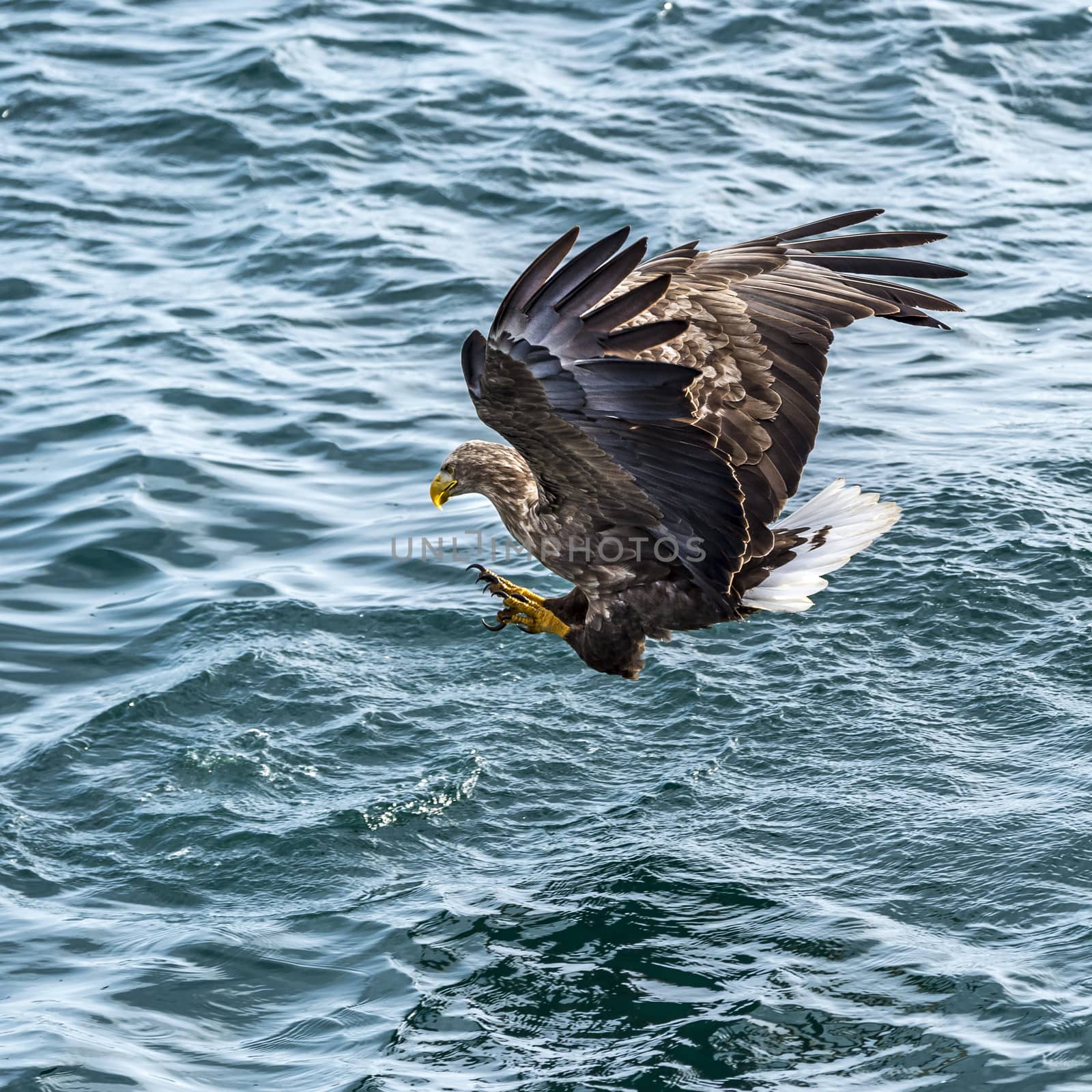 The Flying White-talied Sea Eagle near Rausu in Shiretoko, Hokkaido of Japan.