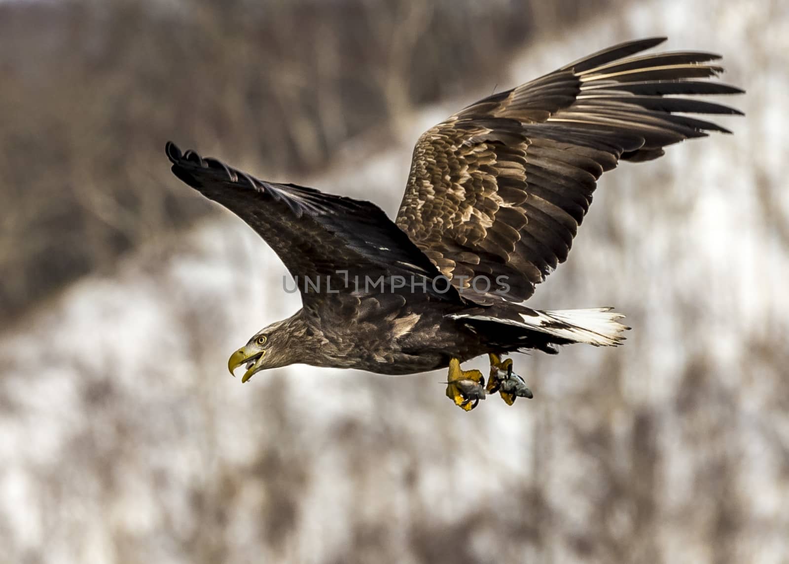 The Flying White-talied Sea Eagle near Rausu in Shiretoko, Hokkaido of Japan.