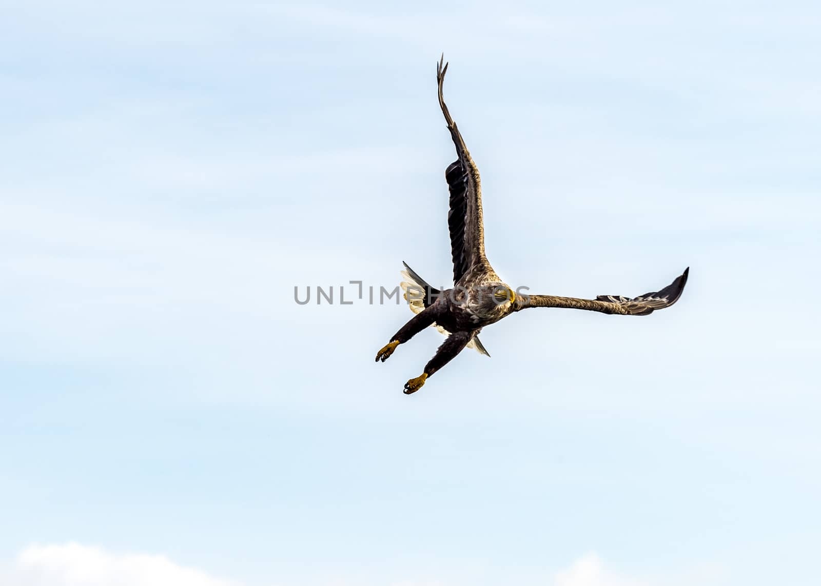 The Flying White-talied Sea Eagle near Rausu in Shiretoko, Hokkaido of Japan.