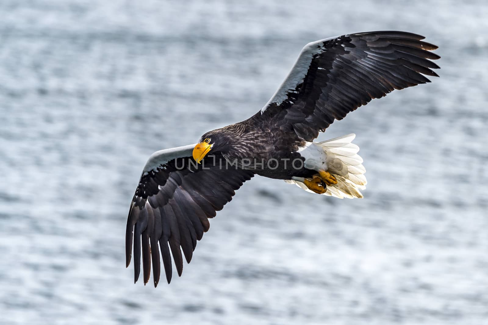 The Flying Predatory Stellers Sea-eagle near Rausu in Shiretoko, Hokkaido of Japan.