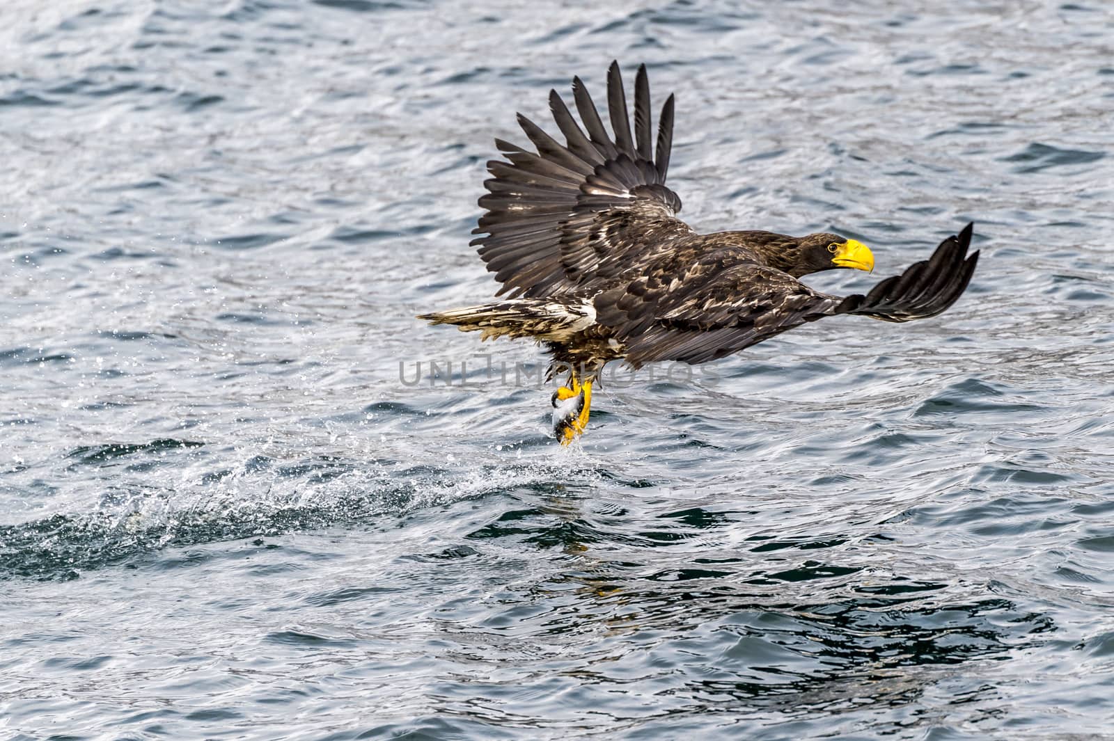 The Flying Predatory Stellers Sea-eagle near Rausu in Shiretoko, Hokkaido of Japan.