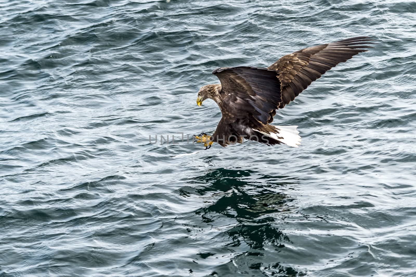 The Flying White-talied Sea Eagle near Rausu in Shiretoko, Hokkaido of Japan.