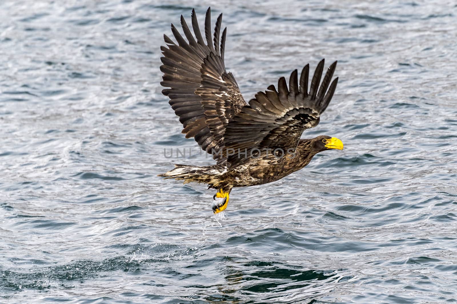 The Flying Predatory Stellers Sea-eagle near Rausu in Shiretoko, Hokkaido of Japan.