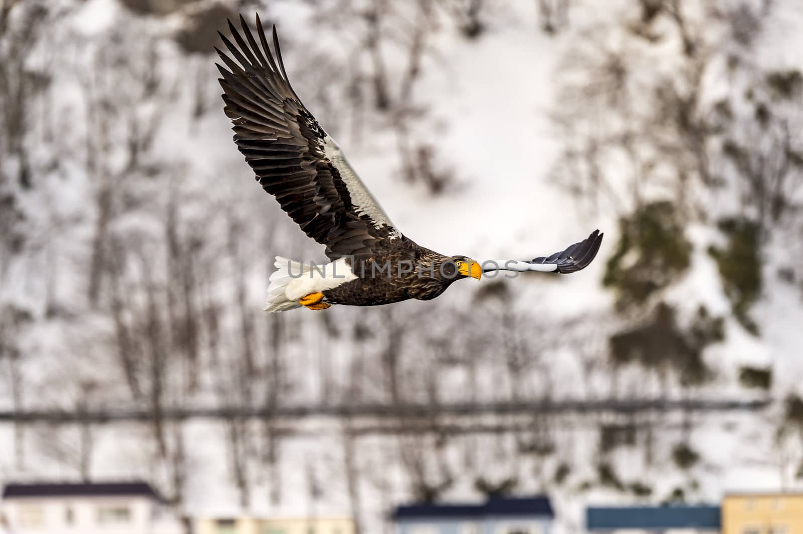 The Flying Predatory Stellers Sea-eagle near Rausu in Shiretoko, Hokkaido of Japan.