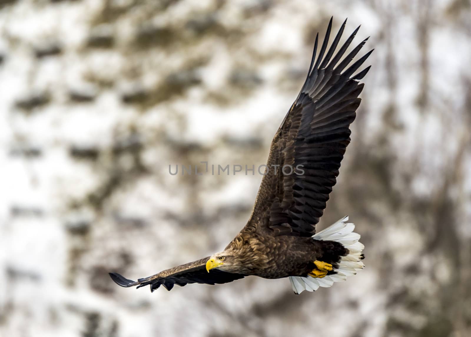 The Flying Predatory Stellers Sea-eagle near Rausu in Shiretoko, Hokkaido of Japan.