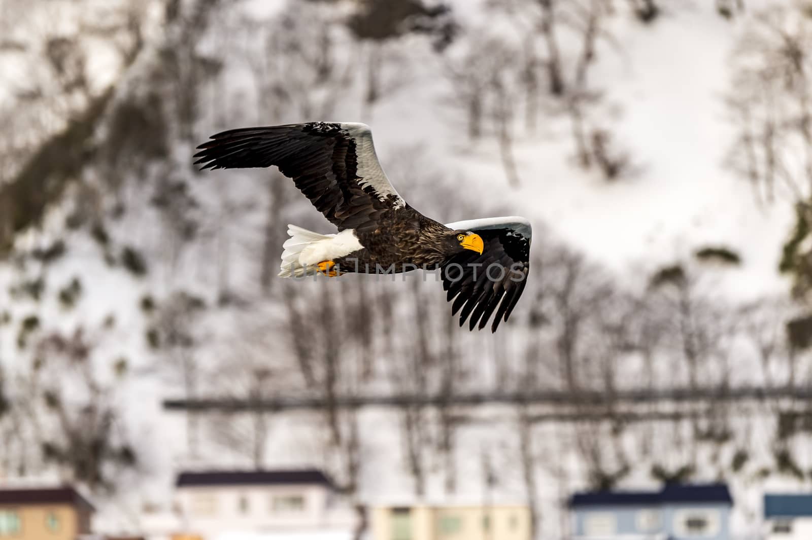 The Flying Predatory Stellers Sea-eagle near Rausu in Shiretoko, Hokkaido of Japan.