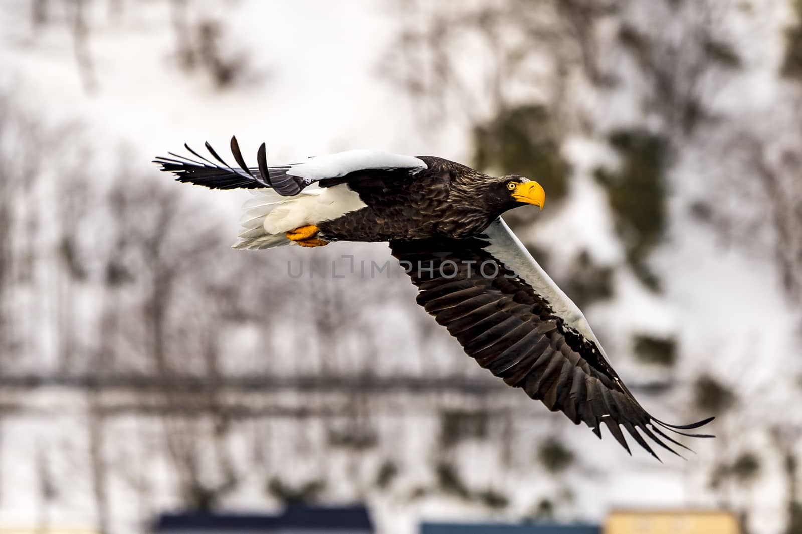 The Flying Predatory Stellers Sea-eagle near Rausu in Shiretoko, Hokkaido of Japan.