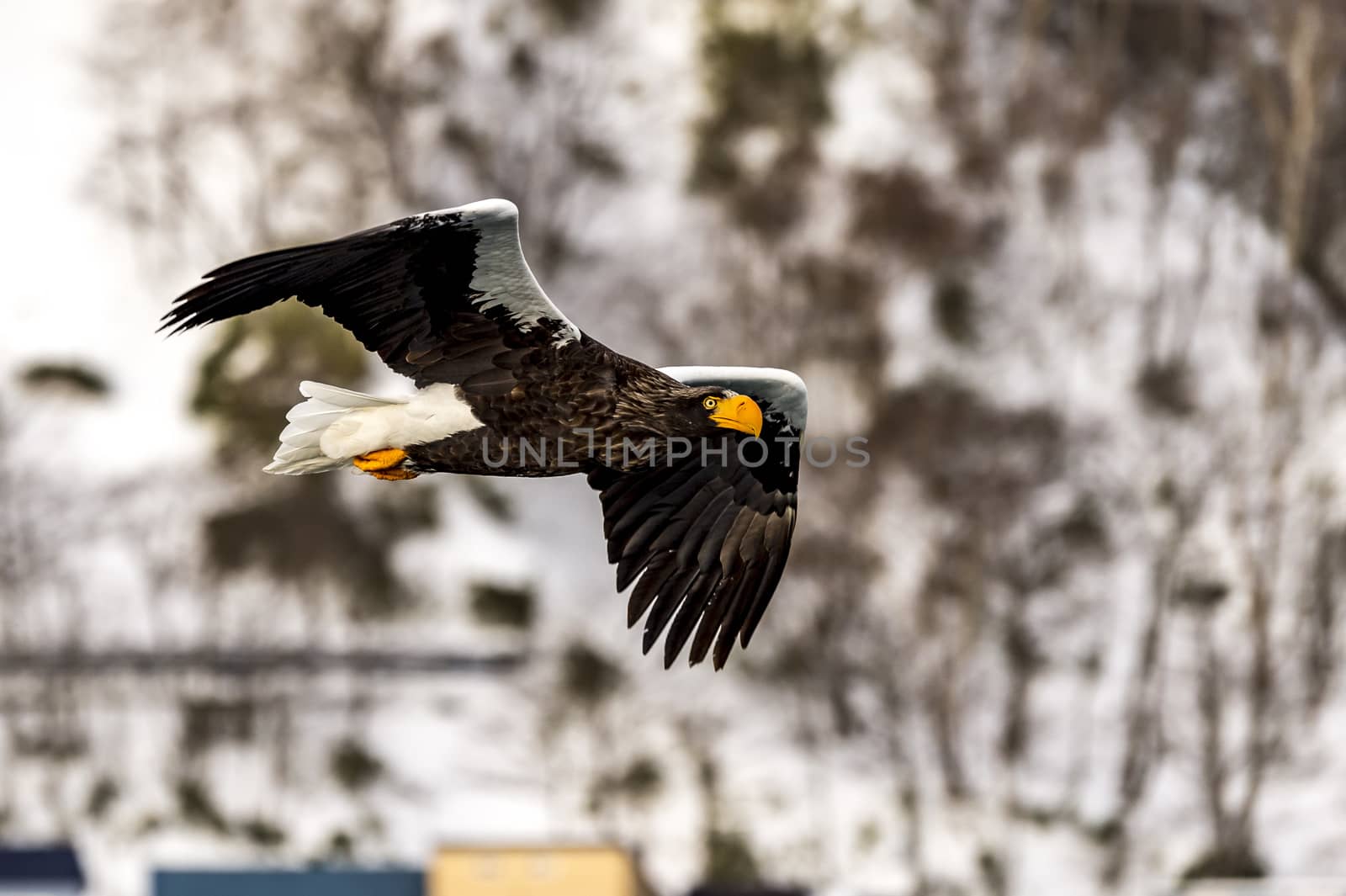 The Flying Predatory Stellers Sea-eagle near Rausu in Shiretoko, Hokkaido of Japan.