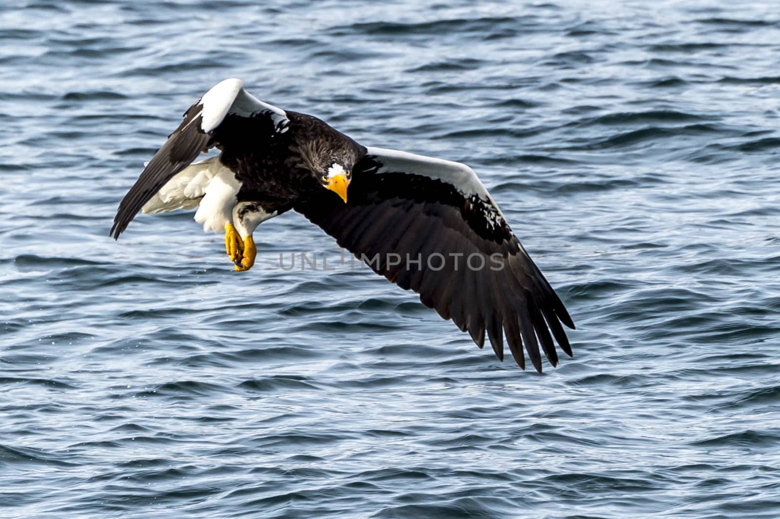 The Flying Predatory Stellers Sea-eagle near Rausu in Shiretoko, Hokkaido of Japan.