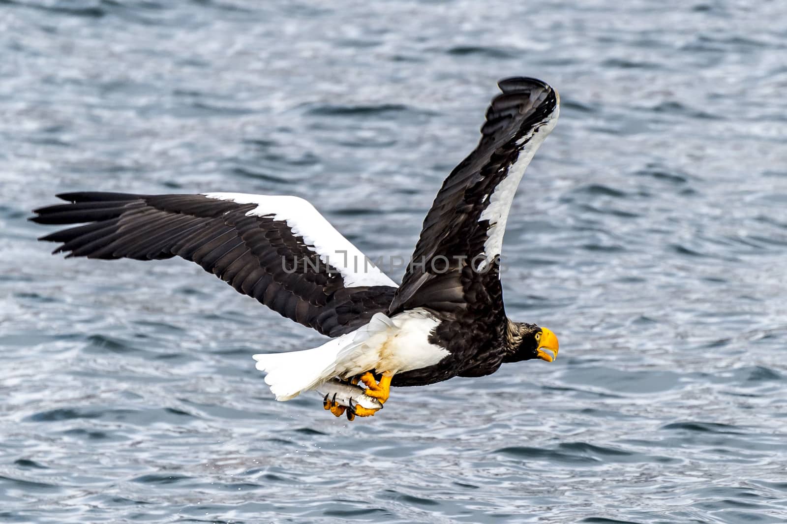 The Flying Predatory Stellers Sea-eagle near Rausu in Shiretoko, Hokkaido of Japan.