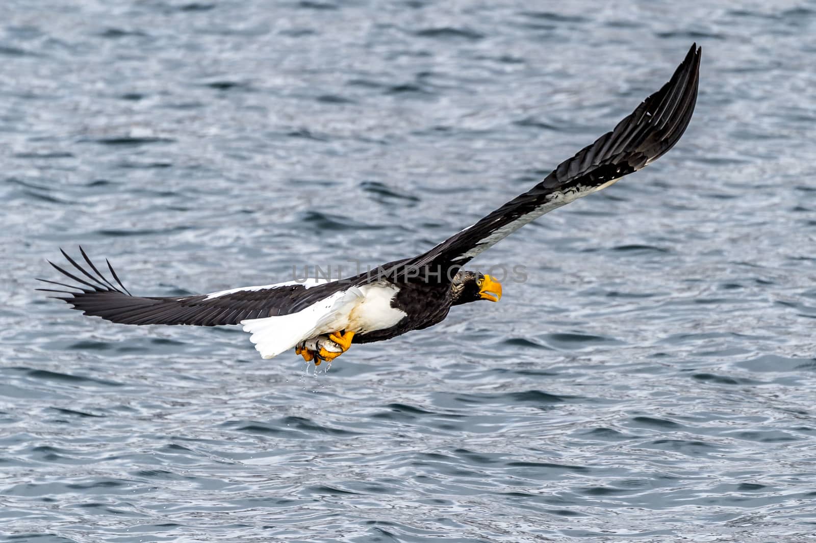 Flying Predatory Stellers Sea-eagle by JasonYU