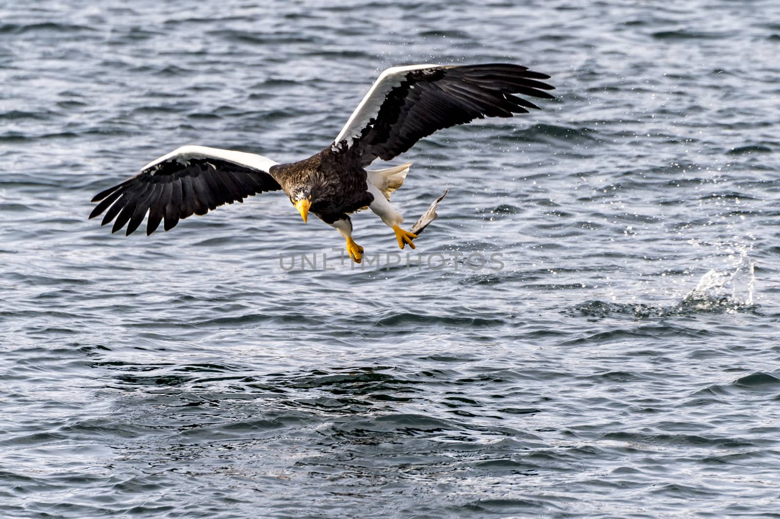 The Flying Predatory Stellers Sea-eagle near Rausu in Shiretoko, Hokkaido of Japan.