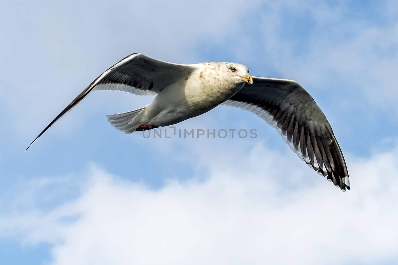 Flying Predatory Seagulls by JasonYU