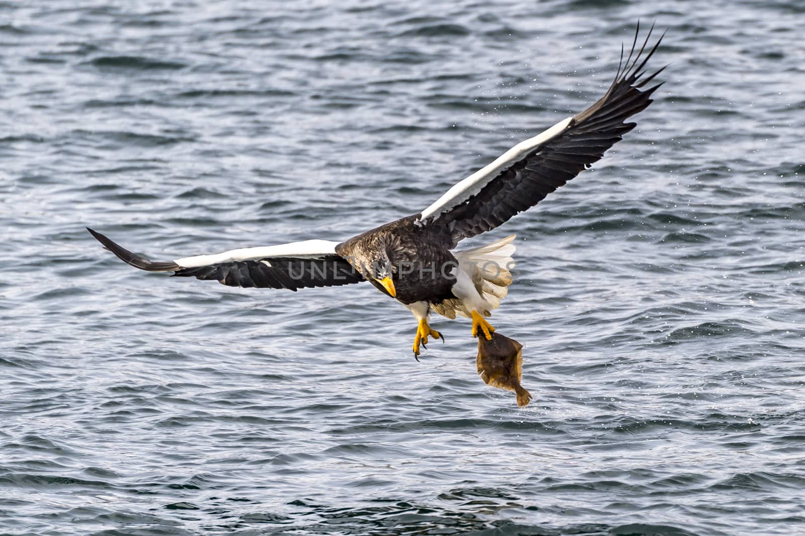 The Flying Predatory Stellers Sea-eagle near Rausu in Shiretoko, Hokkaido of Japan.