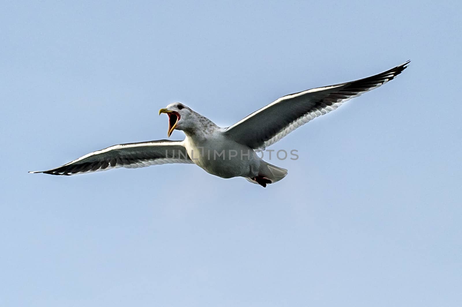 Flying Predatory Seagulls by JasonYU