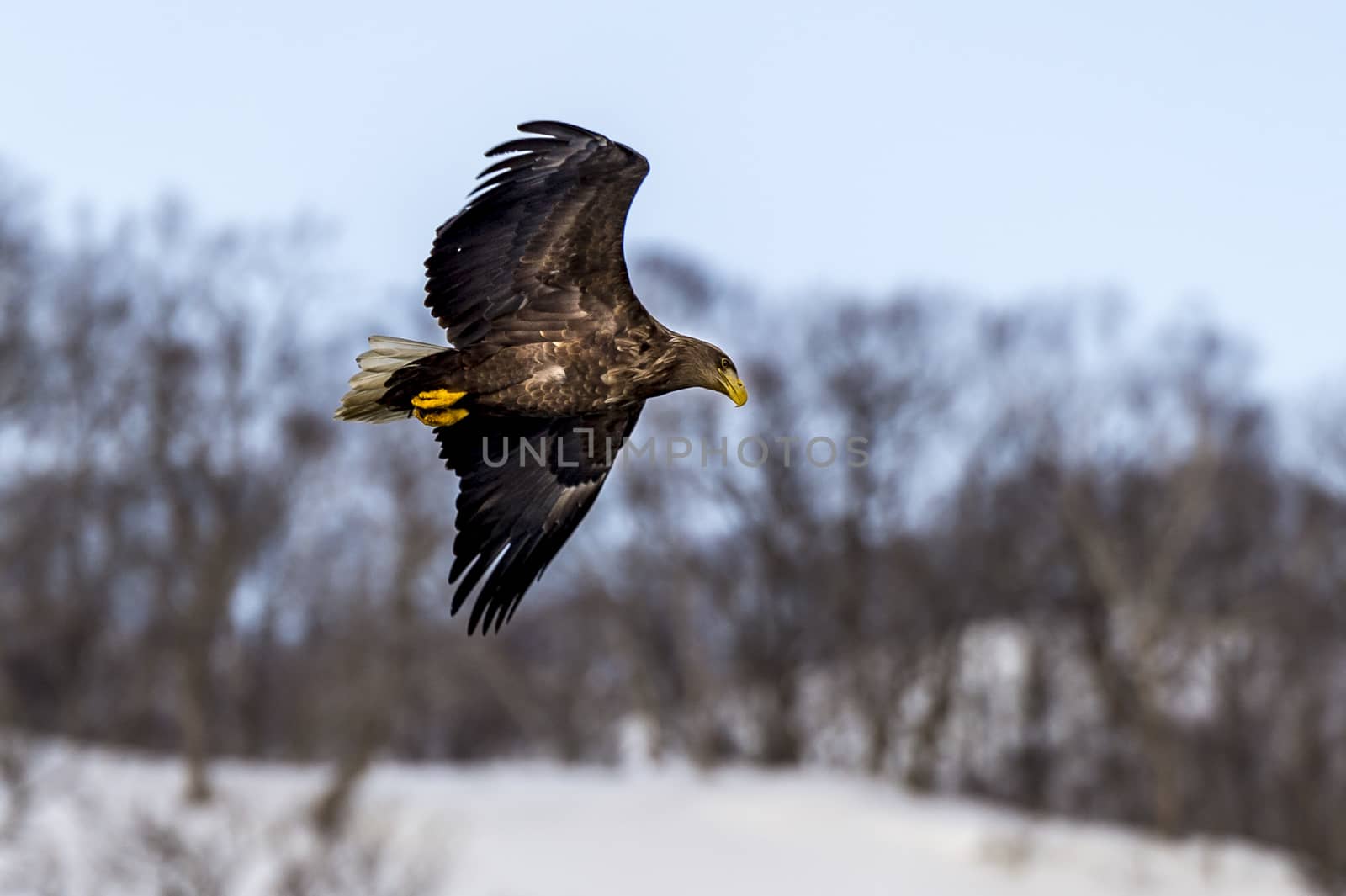 The Flying Predatory Stellers Sea-eagle near Rausu in Shiretoko, Hokkaido of Japan.