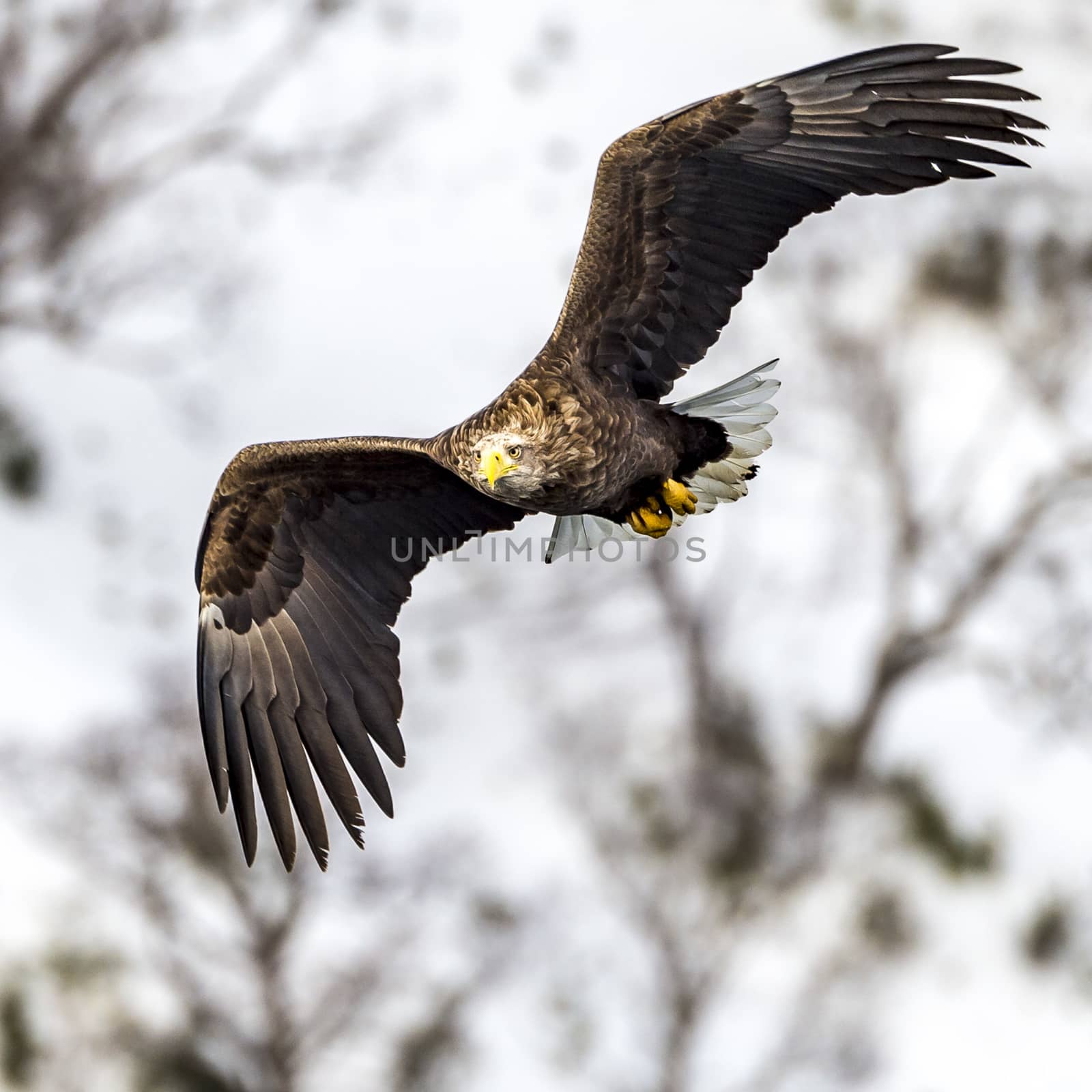 Flying Predatory White-talied Sea Eagle by JasonYU