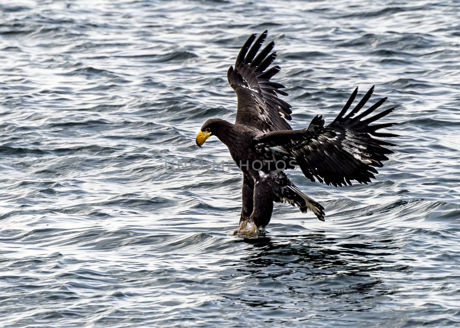 The Flying Predatory Stellers Sea-eagle near Rausu in Shiretoko, Hokkaido of Japan.