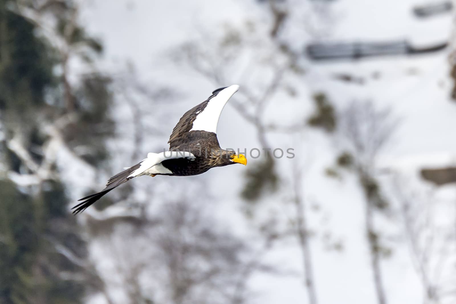 Flying Predatory Stellers Sea-eagle by JasonYU