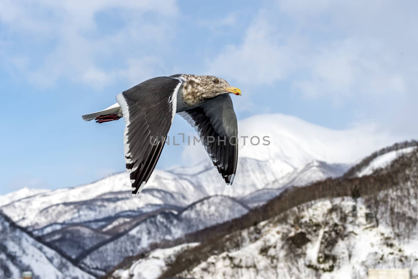 The Flying Predatory Seagulls near Rausu in Shiretoko, Hokkaido of Japan.