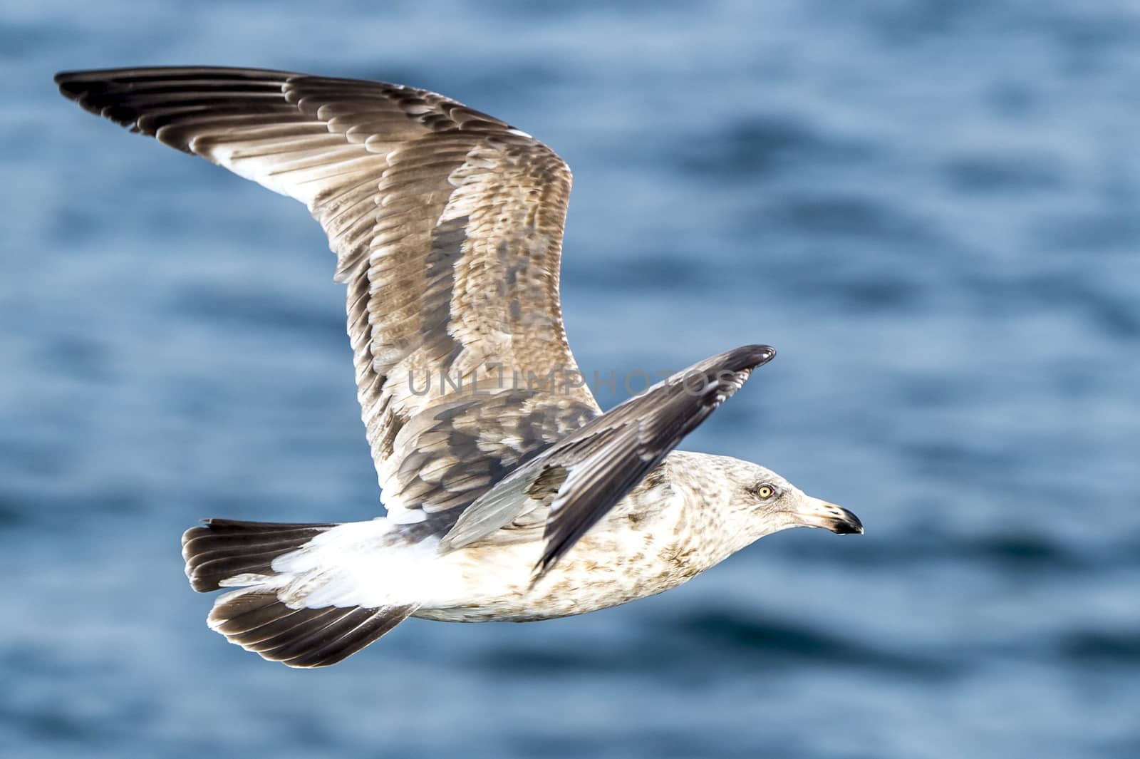 The Flying Predatory Seagulls near Rausu in Shiretoko, Hokkaido of Japan.