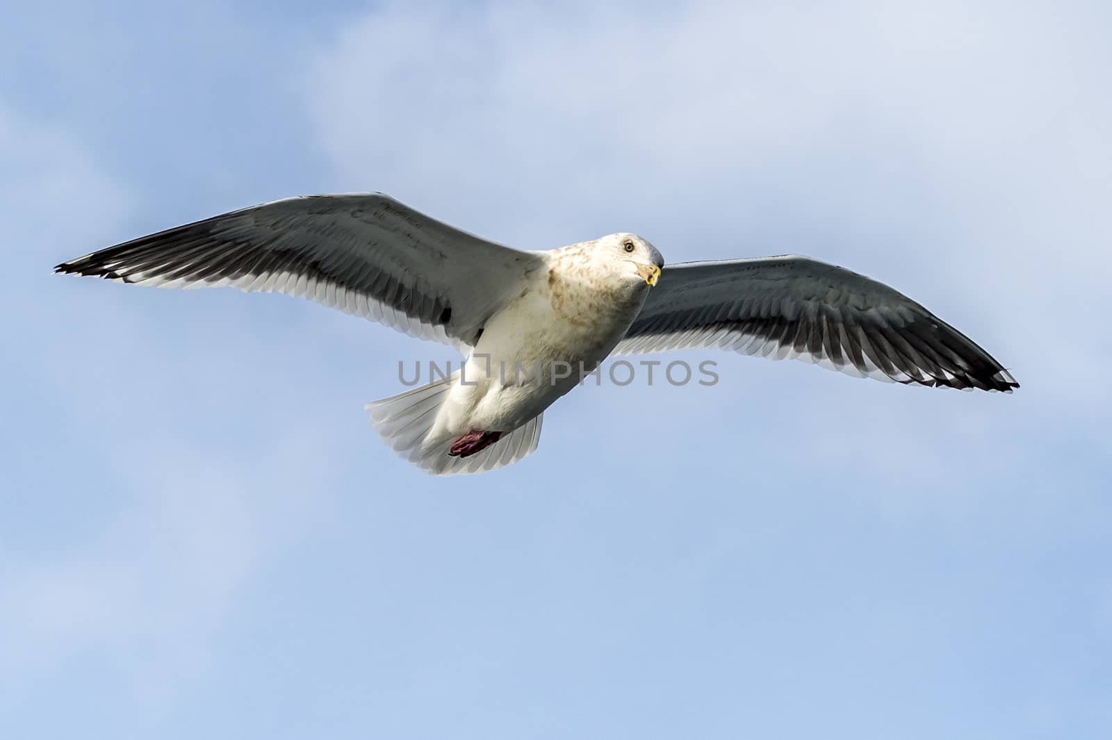 Flying Predatory Seagulls by JasonYU