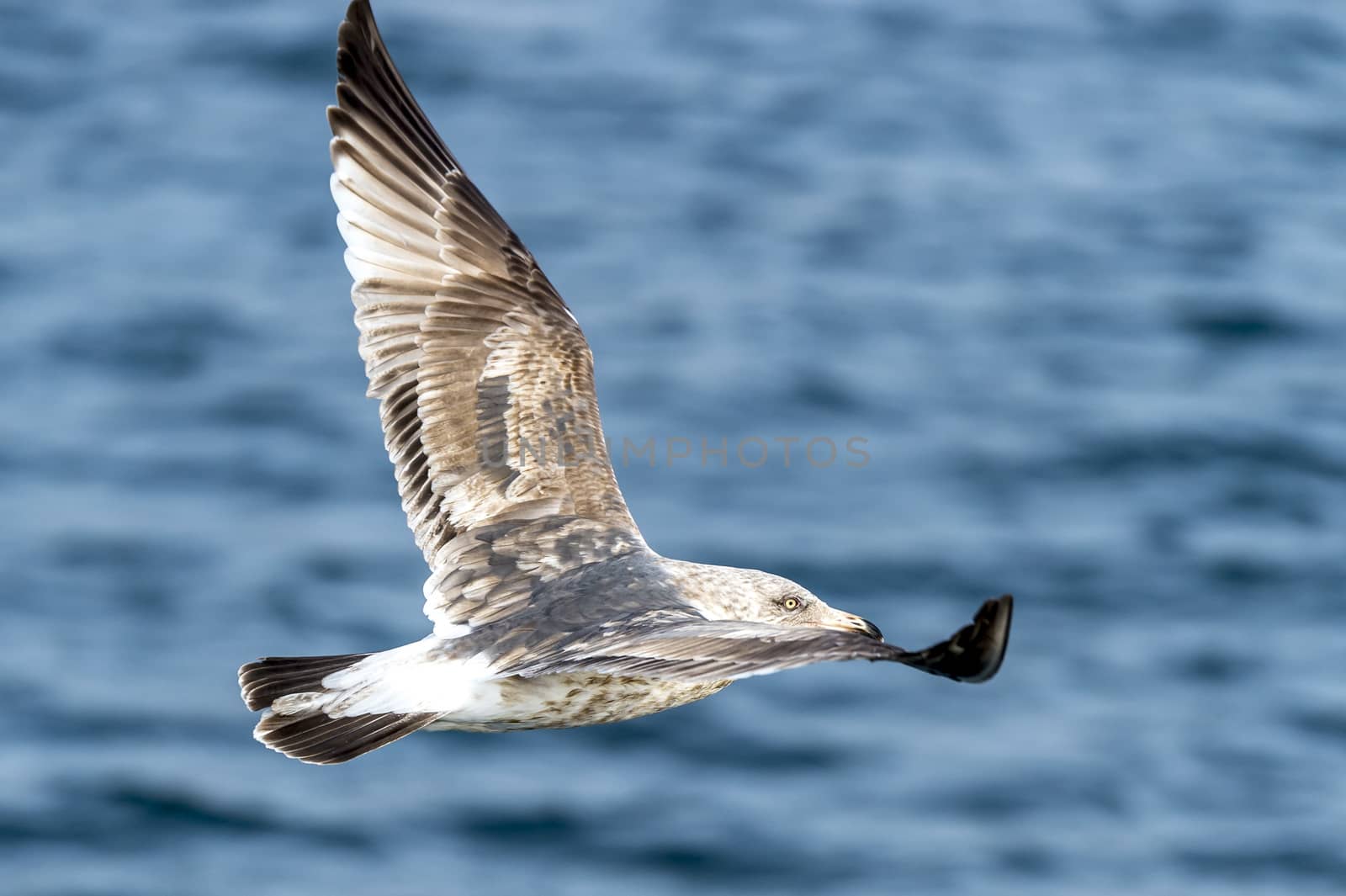 The Flying Predatory Seagulls near Rausu in Shiretoko, Hokkaido of Japan.