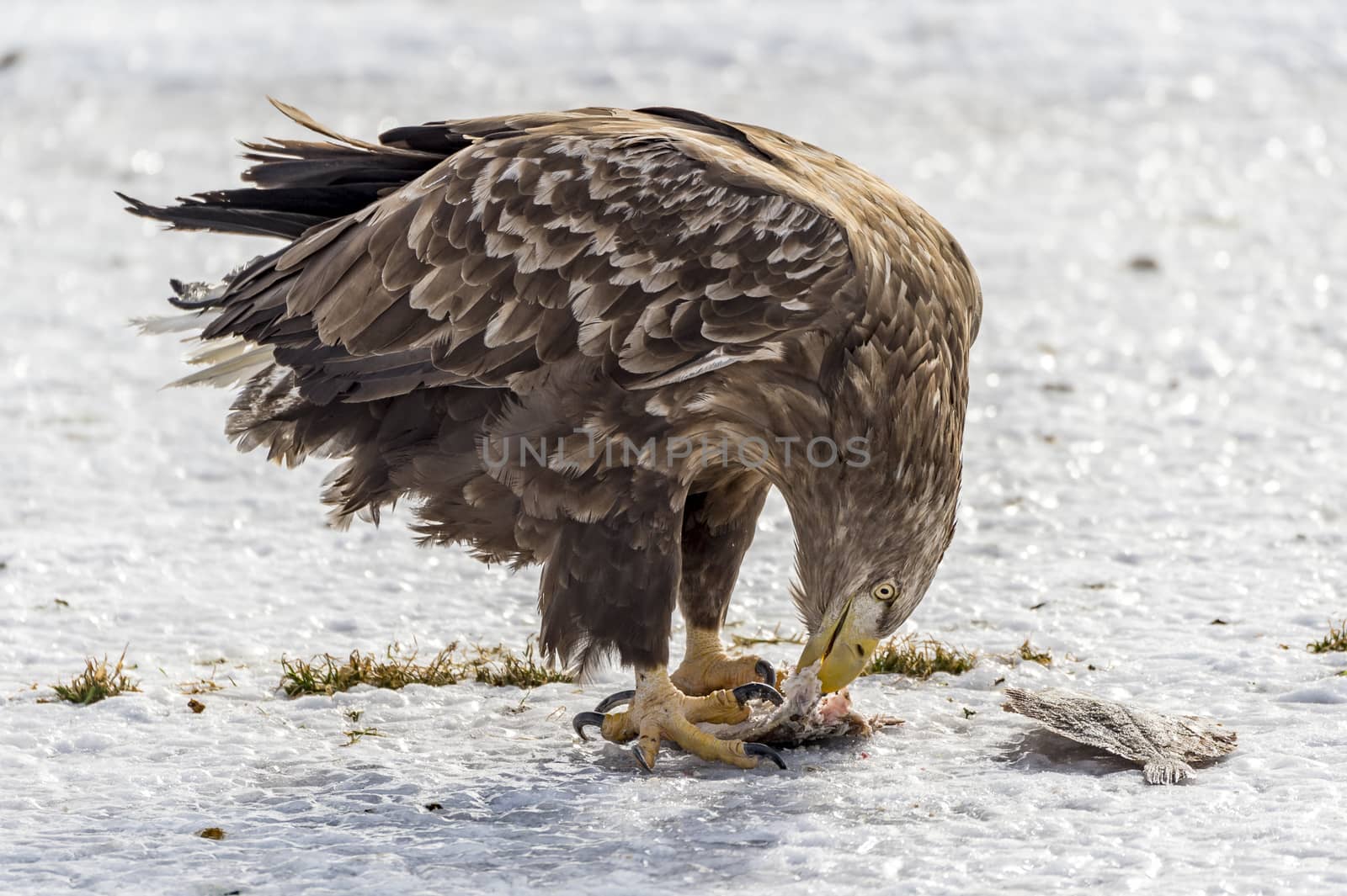 Flying Predatory White-talied Sea Eagle by JasonYU