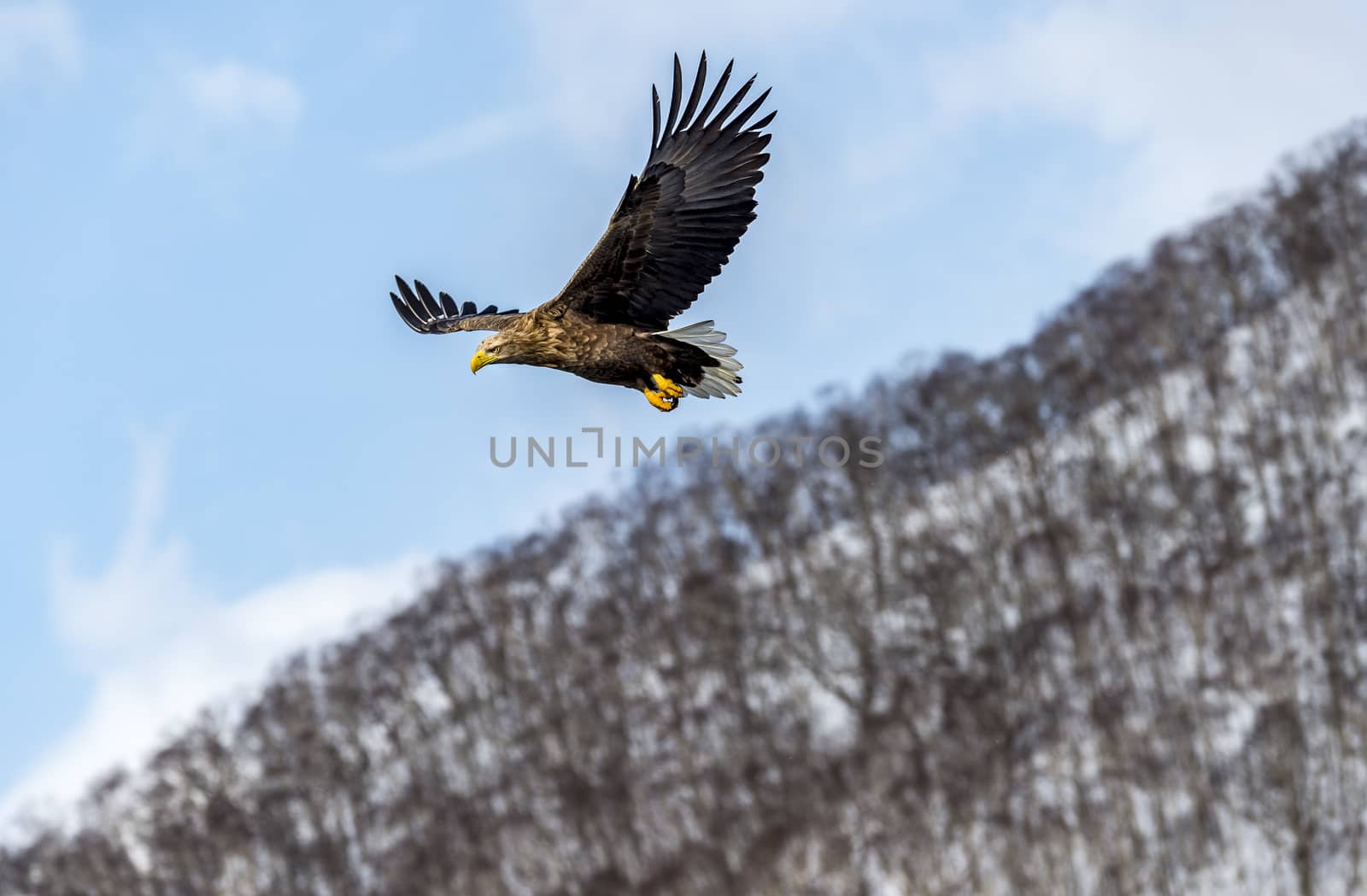 Flying Predatory Stellers Sea-eagle by JasonYU