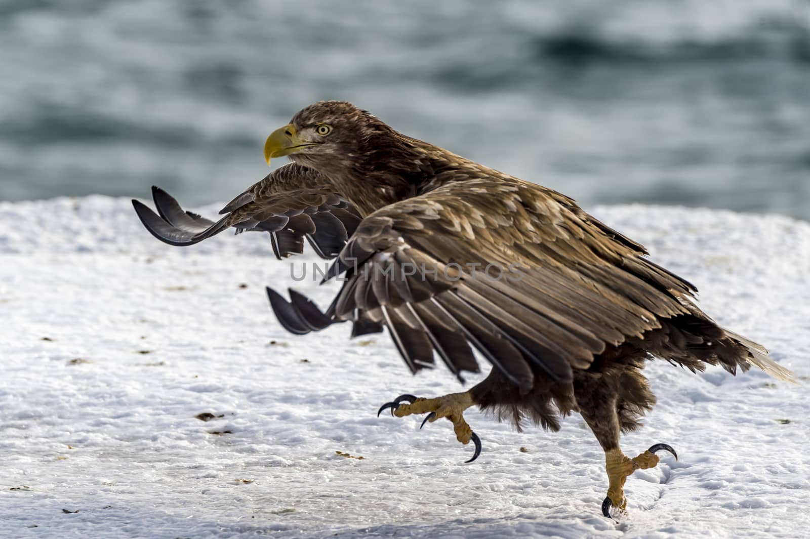 The Flying White-talied Sea Eagle near Rausu in Shiretoko, Hokkaido of Japan.