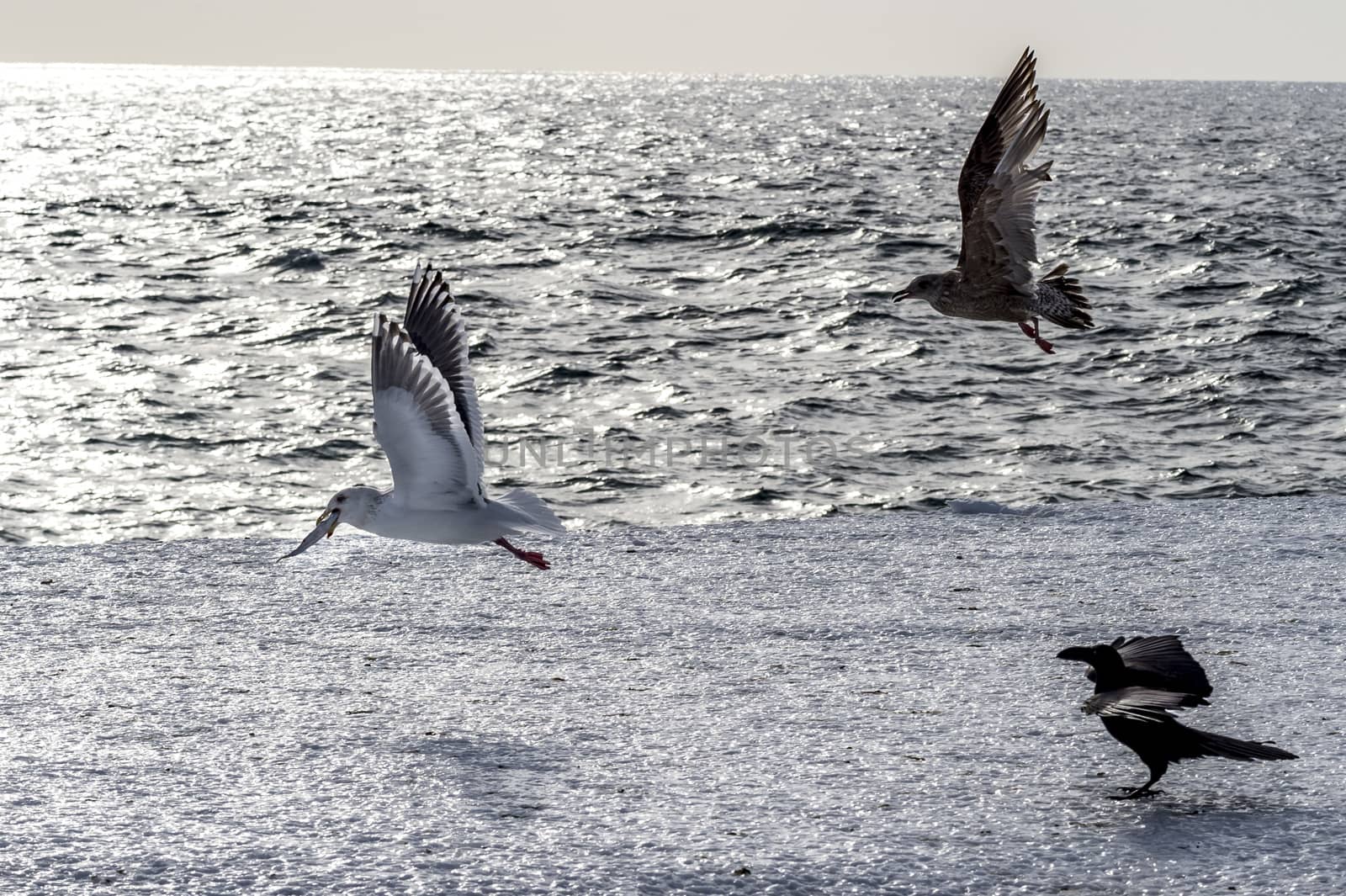 The Flying Predatory Seagulls near Rausu in Shiretoko, Hokkaido of Japan.